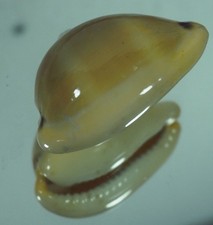 Cypraea lurida top usato Cypraea lurida top usato  Italia