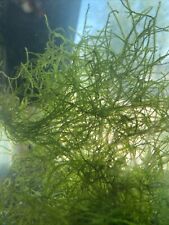 Java moss easy for sale  Espanola