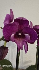 Phalaenopsis lip gebraucht kaufen  Wilhelmshaven