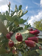 Rooted nopal prickly for sale  San Antonio