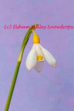 One galanthus belvedere for sale  COLYTON