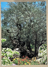 Ancient olive tree for sale  Valdosta
