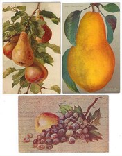 Fruit klein pears for sale  Milton