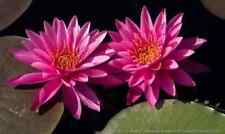 Nymphaea pink sensation for sale  SKEGNESS