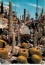 Flowers plants cactus d'occasion  Expédié en Belgium