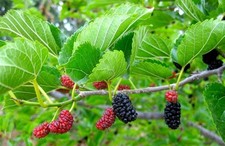 Red mulberry tree for sale  La Mesa
