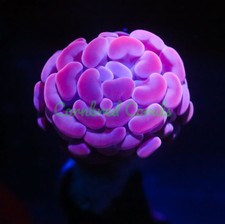 Cornbred pink sunset for sale  Fort Lauderdale