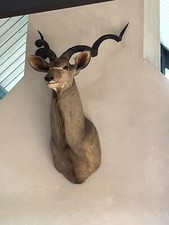 African greater kudu for sale  Oak Ridge