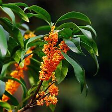 Orange sweet osmanthus for sale  Aumsville