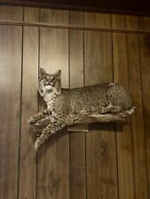 bobcat mount for sale  Hattiesburg