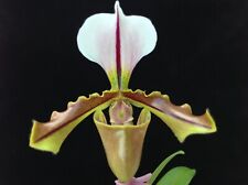 paphiopedilum for sale paphiopedilum for sale SAFFRON WALDEN