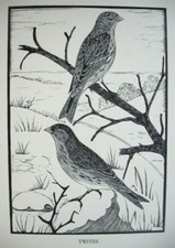 bird etching for sale bird etching for sale OSWESTRY