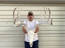 Huge 190 whitetail for sale  Delphos