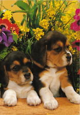 BEAGLE  PUPPY   * Postkarte  *  Postcard  # 35, usado comprar usado  Enviando para Brazil