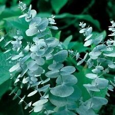Silver drop eucalyptus for sale  Ravensdale