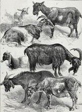 Estampa antiga da década de 1880 Goat Show Champions Named, Anglo-Nubian, Pirinean, Hornless comprar usado  Enviando para Brazil