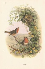 Robin blackbird nest for sale  LOOE