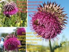 Nickende distel carduus gebraucht kaufen  Langenfeld (Rheinland)