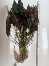 aquarien grosse gebraucht kaufen aquarien grosse gebraucht kaufen Allensbach
