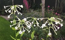 Nicotiana sylvestris woodland for sale  PRESCOT