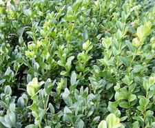 Buxus sempervirens evergreen for sale  STOKE-ON-TRENT