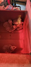 Guinea fowl hatching for sale  Paxinos