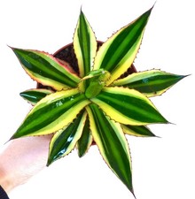 Agave lophantha quadricolore usato  Napoli