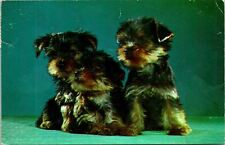 Purebred yorkie terrier for sale  Stockton