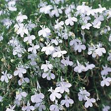 Perfect plants trailing for sale  HAILSHAM