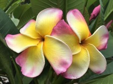 Purple serendipity seedling usato  Milazzo
