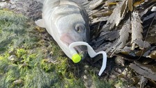 14g nba lemon for sale  NORTH SHIELDS