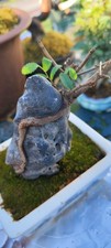 Attached stone elm for sale  LIVERPOOL