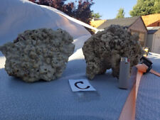 Coral cluster fish for sale  Reno