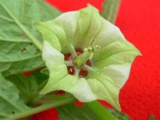 Jaltomata herrerae seeds for sale  HIGH WYCOMBE