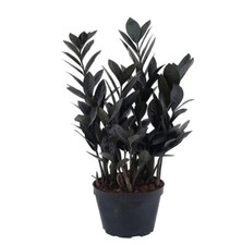 Plant pot live for sale  Miami