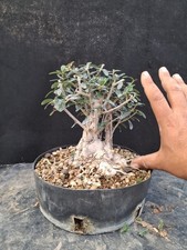 Bonsai olivo selvatico usato  Montevarchi