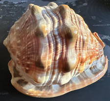 Conchiglia cassis rufa usato  Novara