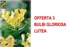 Bulbi primaverili offerta usato  Torre Canavese