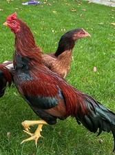 Pakistani aseel fresh for sale  SWANSEA