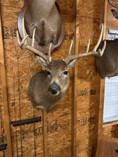 Whitetail deer shoulder for sale  Gadsden