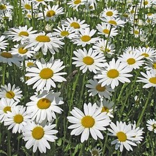 Chrysanthemum may queen for sale  BELLSHILL