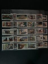 Cigarette cards zoo for sale  SOUTH SHIELDS