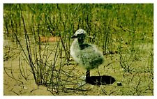 Postcard newly born for sale  Florissant
