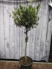 Standard olive tree for sale  HARLOW