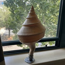 Australian trumpet conch for sale  Maitland
