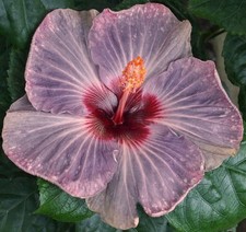 Tahitian purple gem for sale  Waterloo