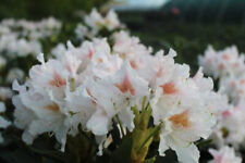 1st rhododendron cunningham gebraucht kaufen  Saterland