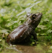 Metal froggy garden for sale  CHELTENHAM