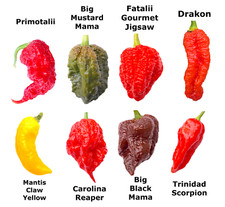 hottest chilli seeds for sale hottest chilli seeds for sale UK