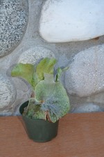 Extremely rare platycerium for sale  Roseburg